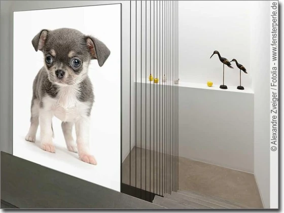 Blickdichte Fotofolie für Glas Chihuahua Baby - Fensterfolie mit süßem Hunde Baby