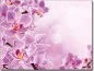 Preview: Glasbild Pink Orchidee