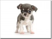 Preview: Fotofolie für Glas Chihuahua Baby farbig