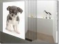 Preview: Blickdichte Fotofolie für Glas Chihuahua Baby - Fensterfolie mit süßem Hunde Baby