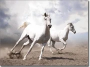 Preview: Fensterbild Wild Horses farbig