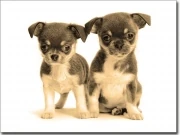 Preview: Fotofolie Chihuahua Babys