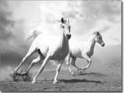 Preview: Fensterbild Wild Horses schwarz-weiß
