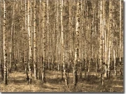 Preview: Fotofolie für Fenster mit Bäumen in sepia