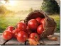 Preview: Fensterbild Tomaten