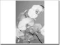 Preview: Foliendruck mit weisser Orchidee in schwarzweiss