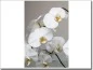 Preview: Foliendruck mit weisser Orchidee