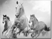 Preview: Glasbild Wilde Pferde schwarz-weiß - Fotofolie für Glas