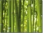 Preview: Selbstklebendes Bild Bambus