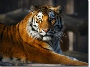 Preview: Fotofolie Wilder Tiger