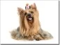 Preview: Fotofolie für Glas Yorkshire Terrier farbig
