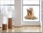 Preview: Blickdichte Fotofolie für Glas Yorkshire Terrier