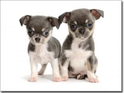Preview: Fotofolie Chihuahua Babys farbig