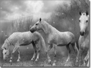 Preview: Fensterbild Wilde Pferde schwarz-weiß