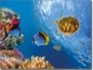 Preview: Fotofolie Unterwasserwelt farbig