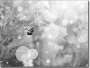 Preview: Fensterbild Biene schwarz-weiß - Selbstklebende Fotofolie