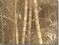Preview: Glasaufkleber Bambuswald