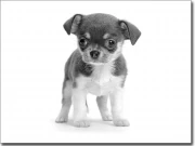 Preview: Fotofolie für Glas Chihuahua Baby schwarz-weiß