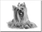 Preview: Fotofolie für Glas Yorkshire Terrier schwarz-weiß