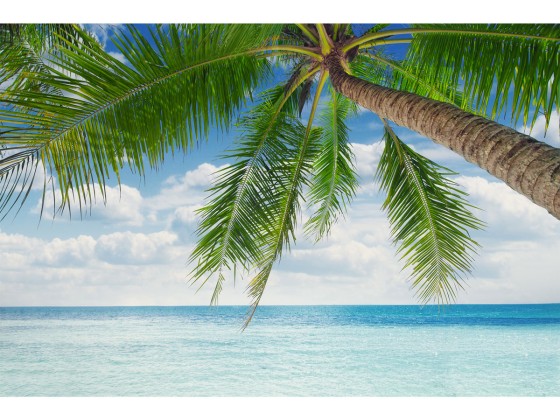 Preview: Klebefolie Karibik