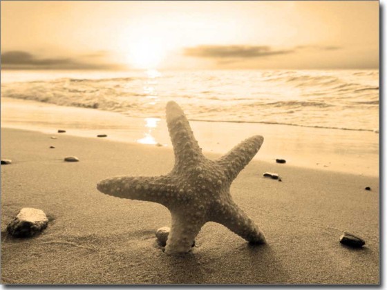 Preview: Fensterbild Seestern