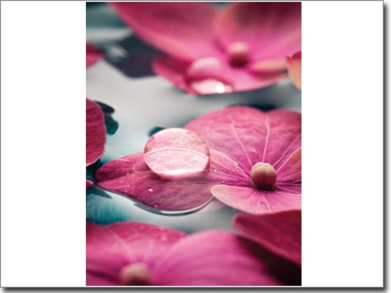 Preview: Fensterdruck Blüten Preview: Fensterdruck Blüten