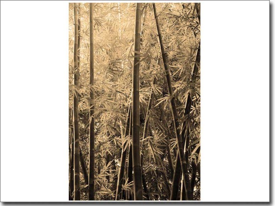 Preview: Glasdruck Dschungel Preview: Glasdruck Dschungel