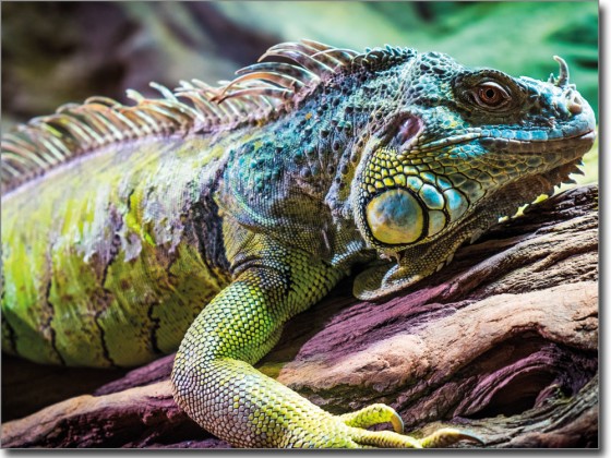 Preview: Blickdichtes Glasbild Chamäleon farbig - Fotofolie für Glas