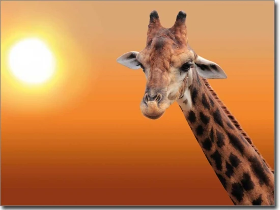 Foliendruck Giraffe farbig