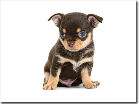 Preview: Fotofolie für Glas Hundebaby farbig