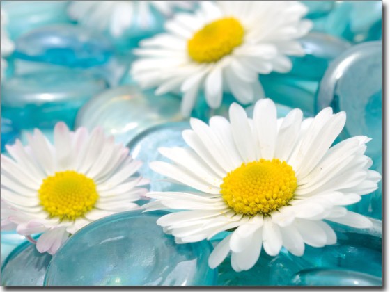 Preview: Glasbild Margeriten