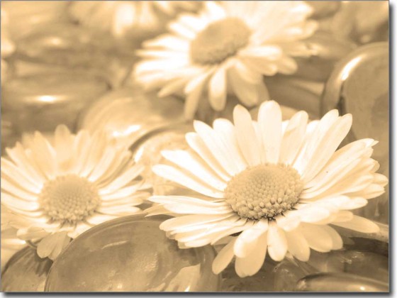 Preview: Glasbild Margeriten