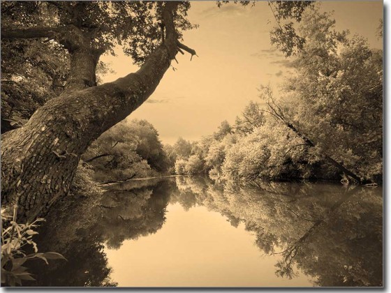 Preview: Glasbild Waldsee Preview: Glasbild Waldsee