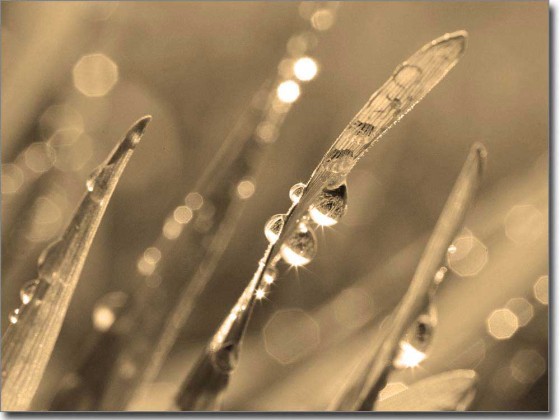 Preview: Glasbild Morgentau Preview: Glasbild Morgentau