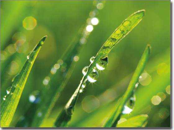 Preview: Glasbild Morgentau Preview: Glasbild Morgentau