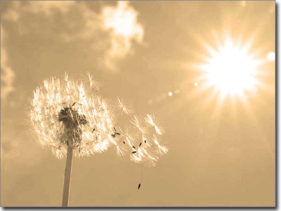 fensterbild pusteblume traum sepia