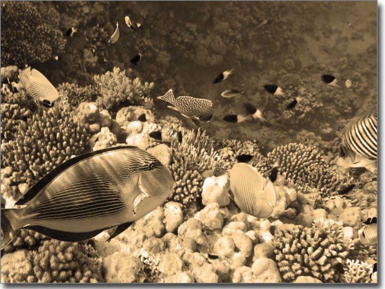 Preview: Fensterbild Folie Fische