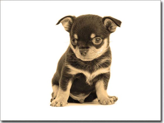 Preview: Fotofolie für Glas Hundebaby sepia