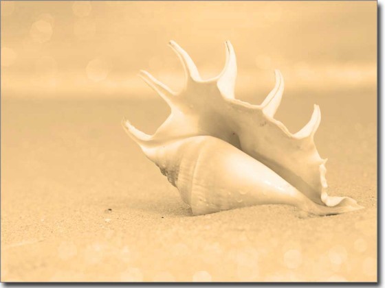 Preview: Muschel und Meer