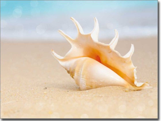Preview: Muschel und Meer
