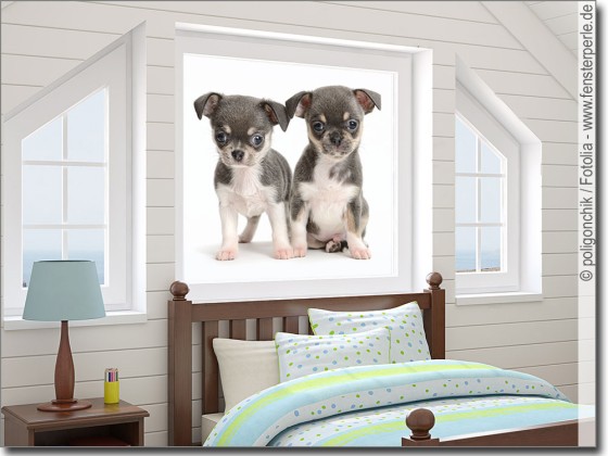 Preview: Fotofolie Chihuahua Babys Preview: Fotofolie Chihuahua Babys