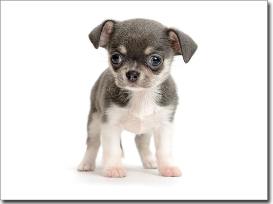 Preview: Fotofolie für Glas Chihuahua Baby Preview: Fotofolie für Glas Chihuahua Baby