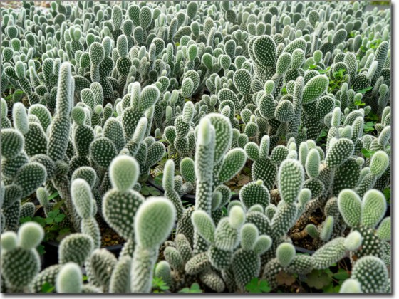 Preview: Fotofolie Kakteen