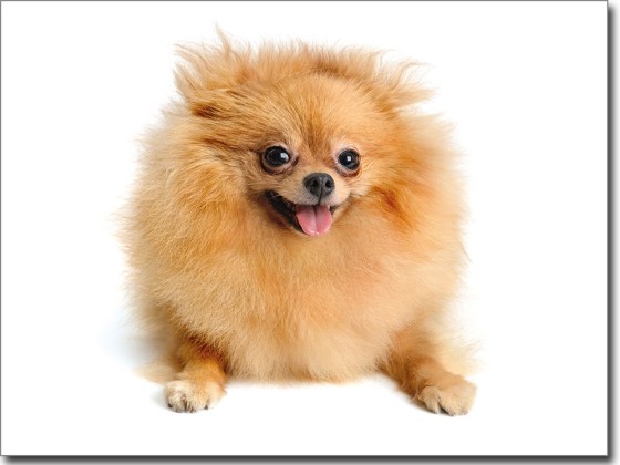 Preview: Fotofolie Spitz Baby farbig