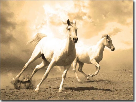 Fensterbild Wild Horses sepia