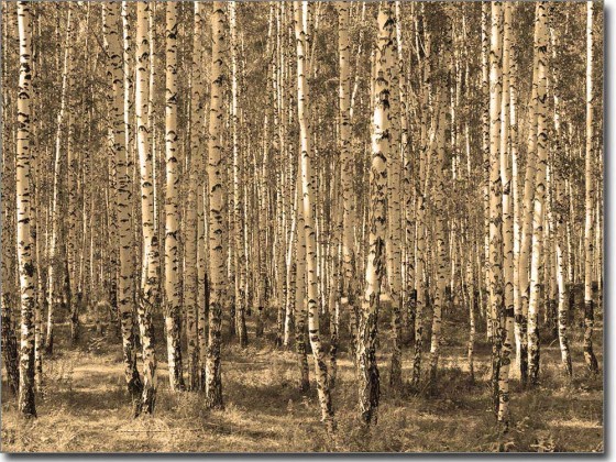 Preview: Glasbild Birkenwald Preview: Glasbild Birkenwald