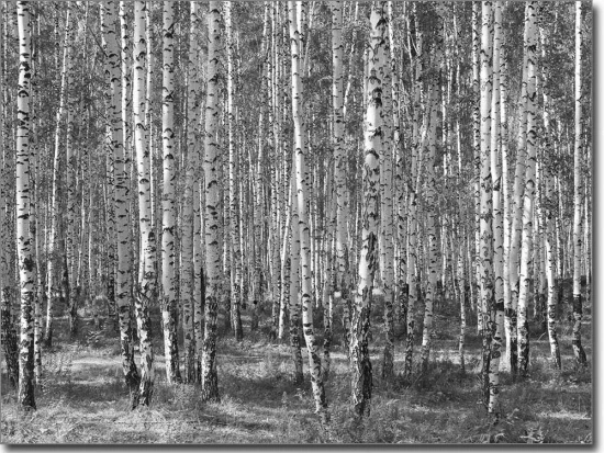 Fotofolie für Fenster mit Bäumen in schwarzweiß