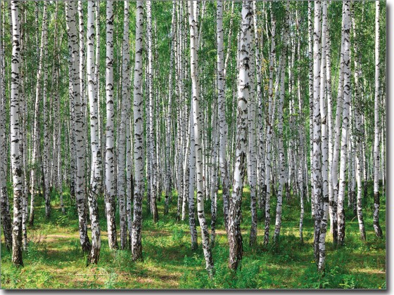 Preview: Glasbild Birkenwald Preview: Glasbild Birkenwald