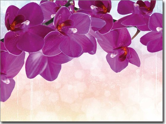Preview: Purpur Orchidee