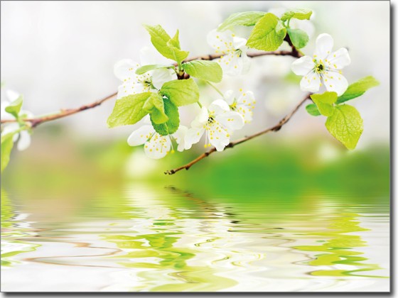 Preview: Folie Frühlingsblüten